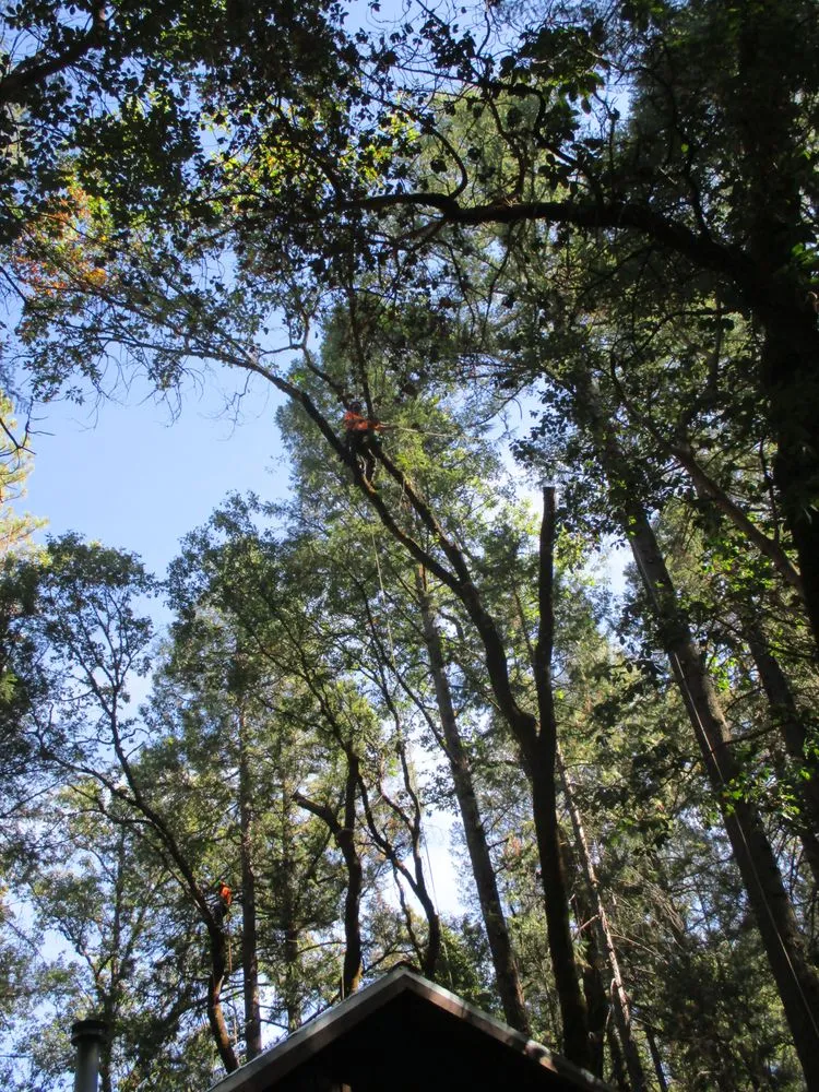 Custom lawn care service for year-round maintenance across Grass Valley, CA - Acton Arboriculture, Inc.