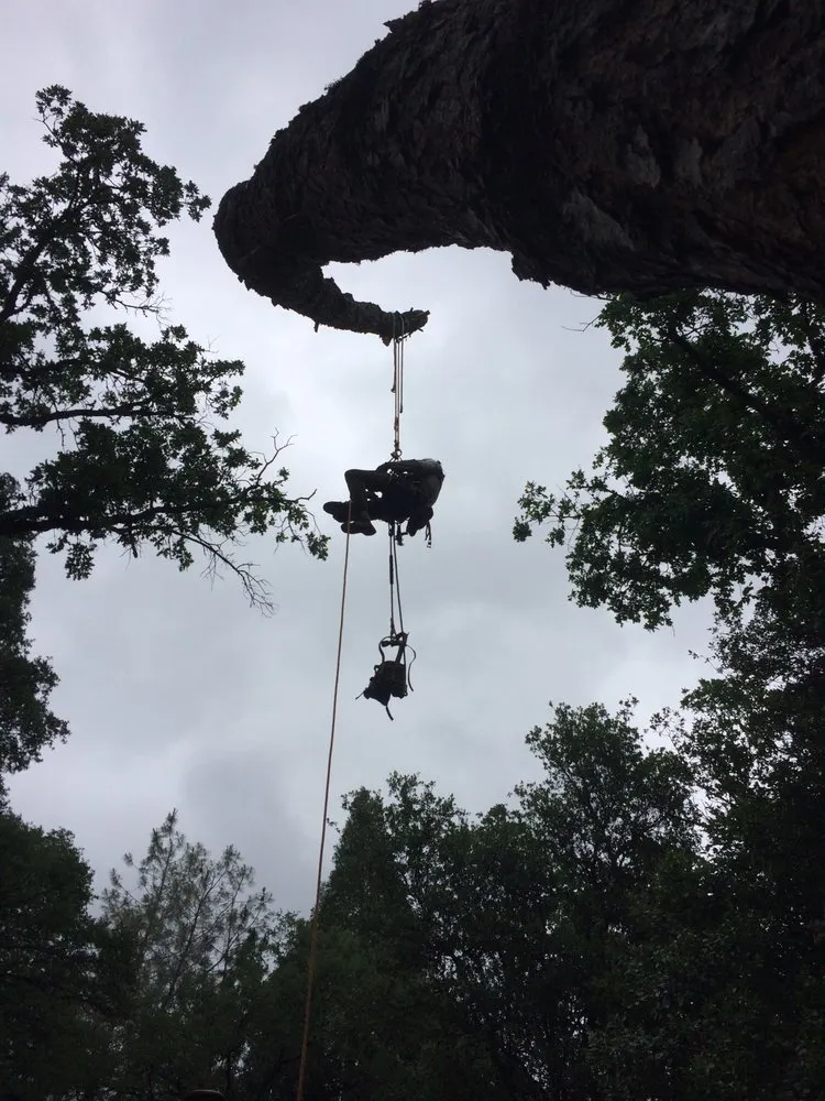 Expert lawn mowing service in Grass Valley, CA by Acton Arboriculture, Inc.