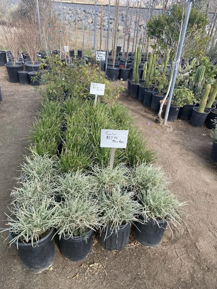 Local lawn care service for year-round maintenance in Acton, CA by Acton Firewood and Nursery