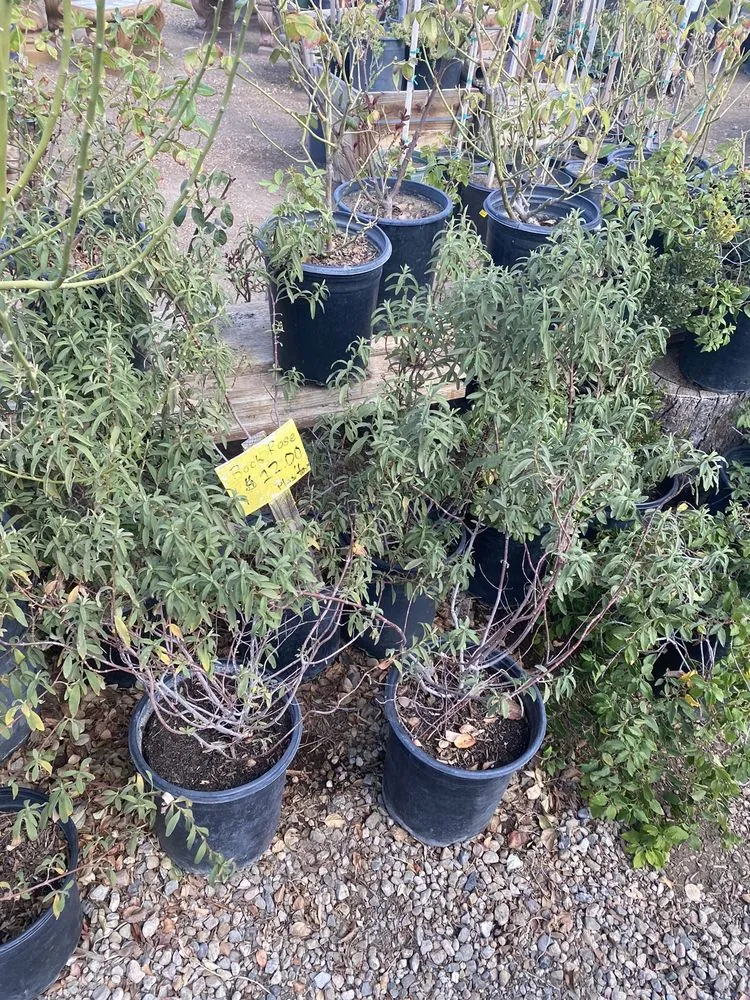 Professional residential landscaping experts serving Acton, CA - Acton Firewood and Nursery