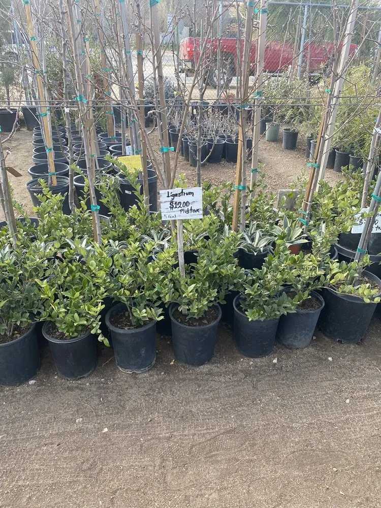 Professional landscape installation for homes in Acton, CA by Acton Firewood and Nursery