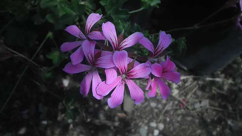 Reliable outdoor landscaping for beautiful yards across Acton, CA - Acton Firewood and Nursery
