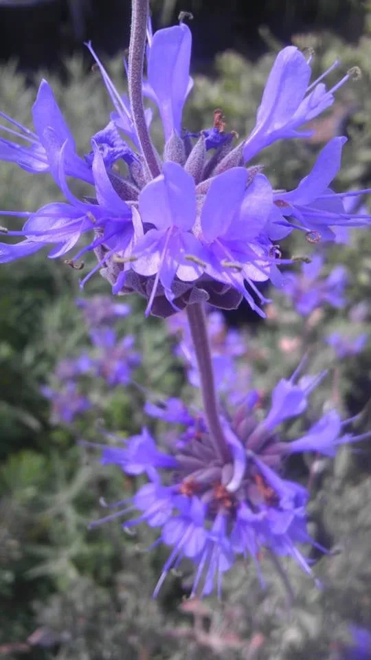 Expert outdoor landscaping in Acton, CA - Acton Firewood and Nursery