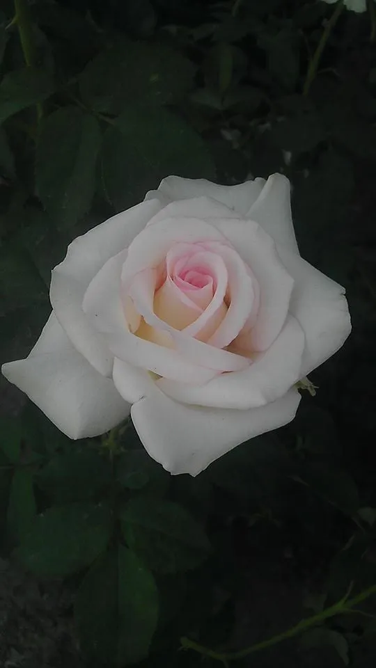 Local yard maintenance in Acton, CA by Acton Firewood and Nursery