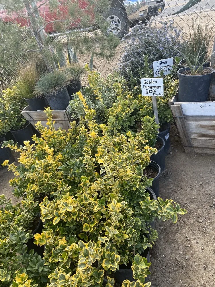 Custom landscape design experts serving Acton, CA - Acton Firewood and Nursery