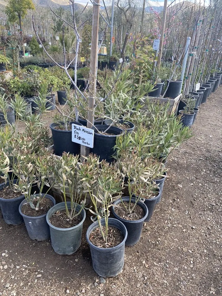 Trusted yard cleanup service experts serving Acton, CA - Acton Firewood and Nursery