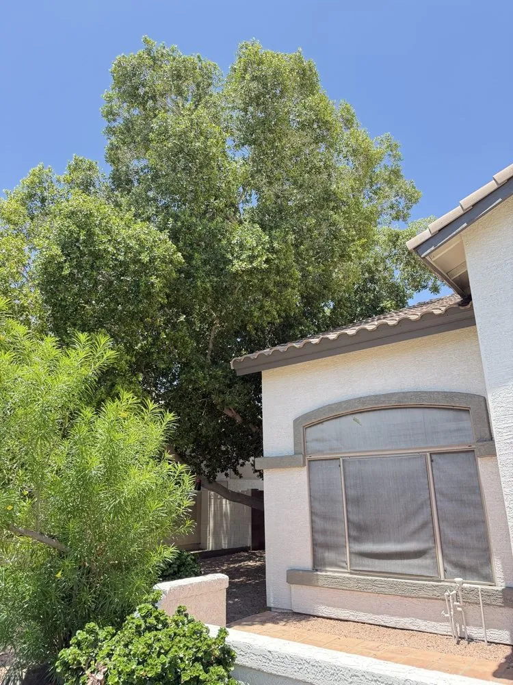 Custom outdoor landscaping in Mesa, AZ - Acuña Tree Services & Landscaping