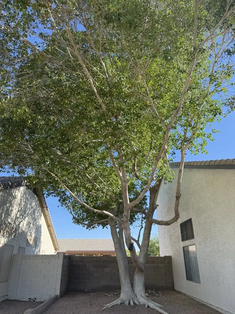 Professional residential landscaping in Mesa, AZ by Acuña Tree Services & Landscaping