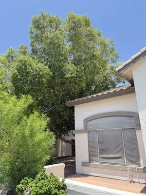 Acuña Tree Services & Landscaping Logo