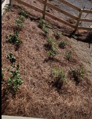 Reliable lawn care service experts serving Mobile, AL - A&D Contracting