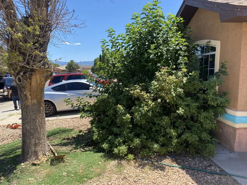 Reliable yard cleanup service in Albuquerque, NM - A&D Junk Removal & Yard Maintenance