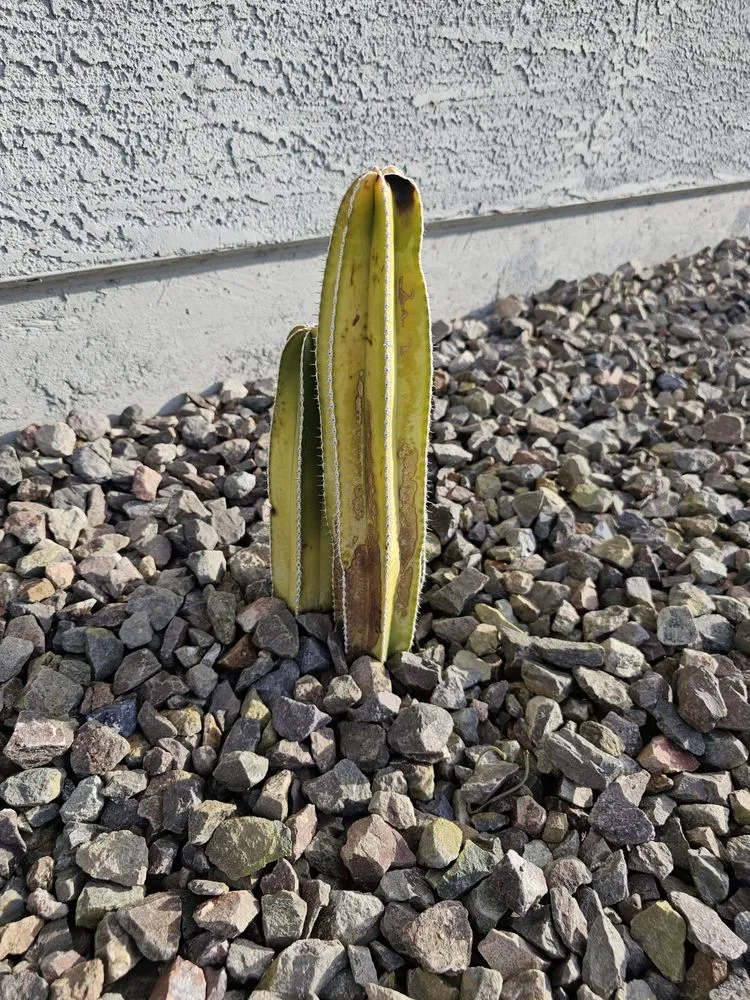 Professional garden landscaping in Gilbert, AZ by A&D Landscape