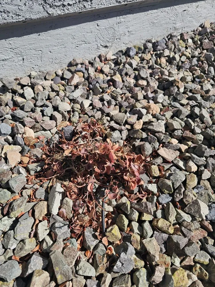 Local yard maintenance in Gilbert, AZ - A&D Landscape