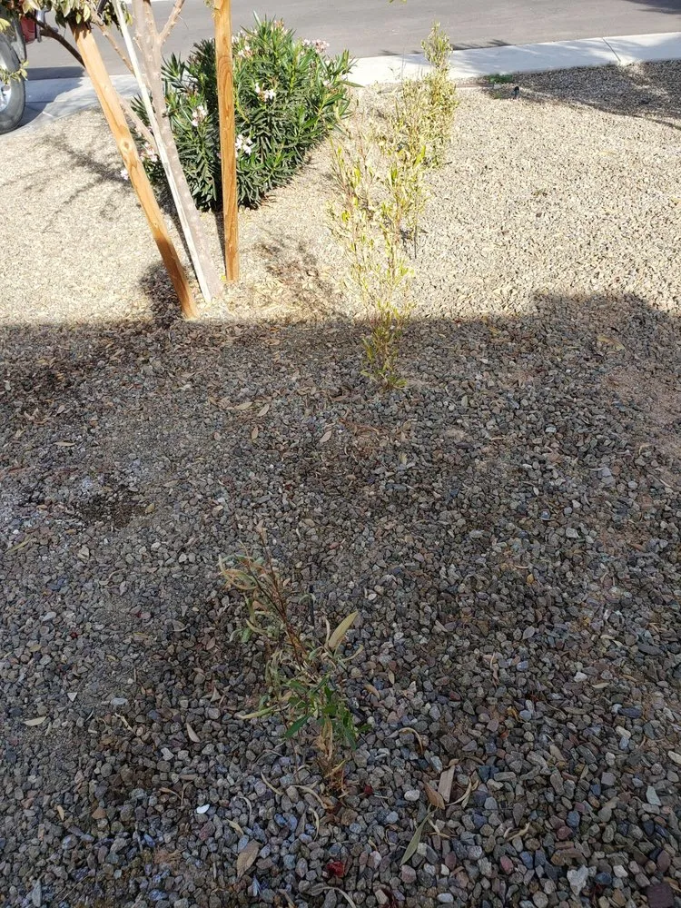 Professional landscape installation for year-round maintenance in Gilbert, AZ by A&D Landscape