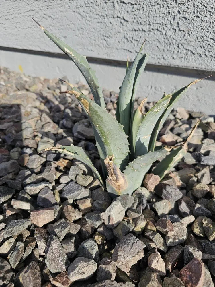 Expert lawn care service experts serving Gilbert, AZ - A&D Landscape