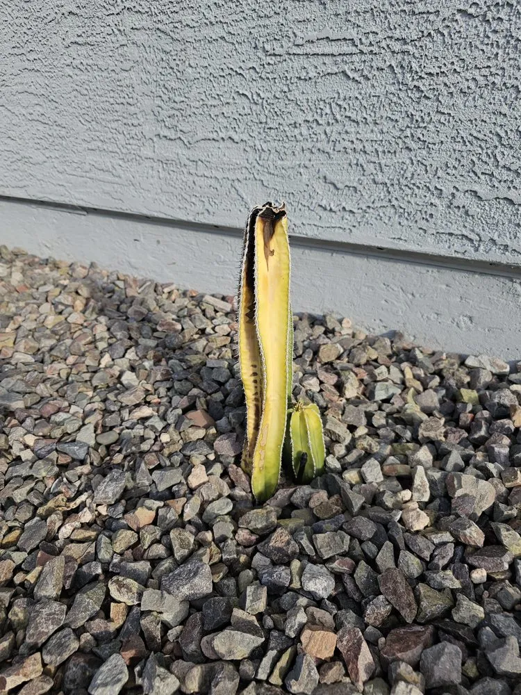 Custom residential landscaping in Gilbert, AZ by A&D Landscape