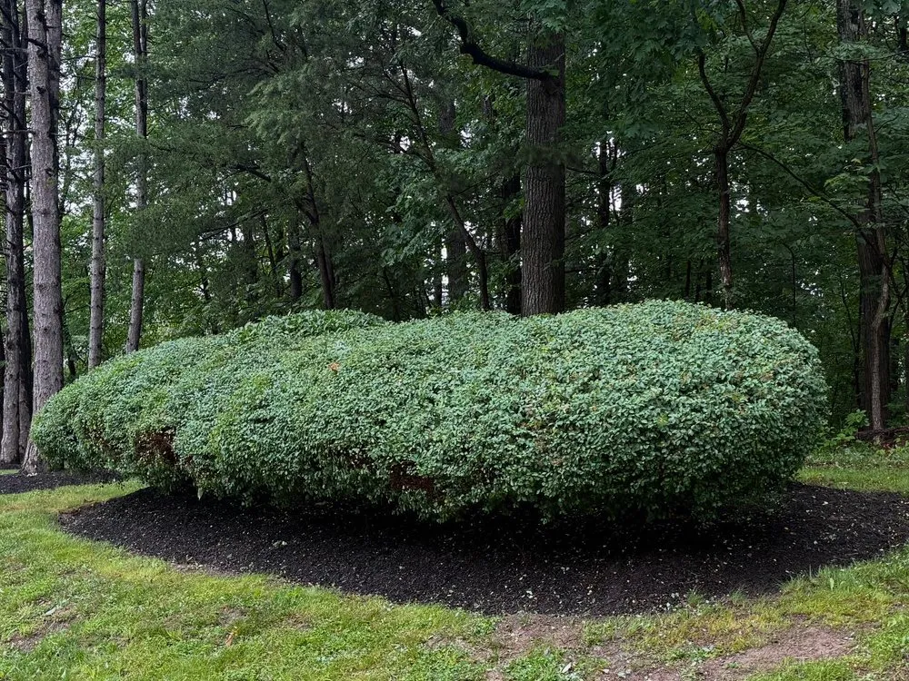 Custom yard cleanup service in Tysons, VA by A.D Landscaping