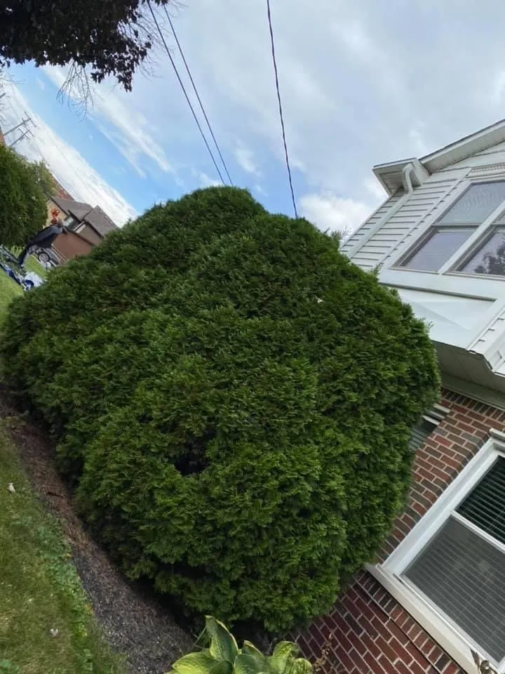 Affordable yard maintenance in Warren, MI - A&d Lawn And Tree