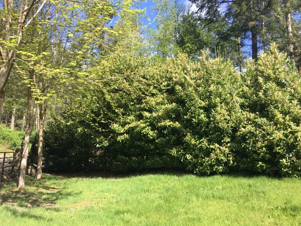 Professional landscape design for homes across Gig Harbor, WA - A&D Lawn Care