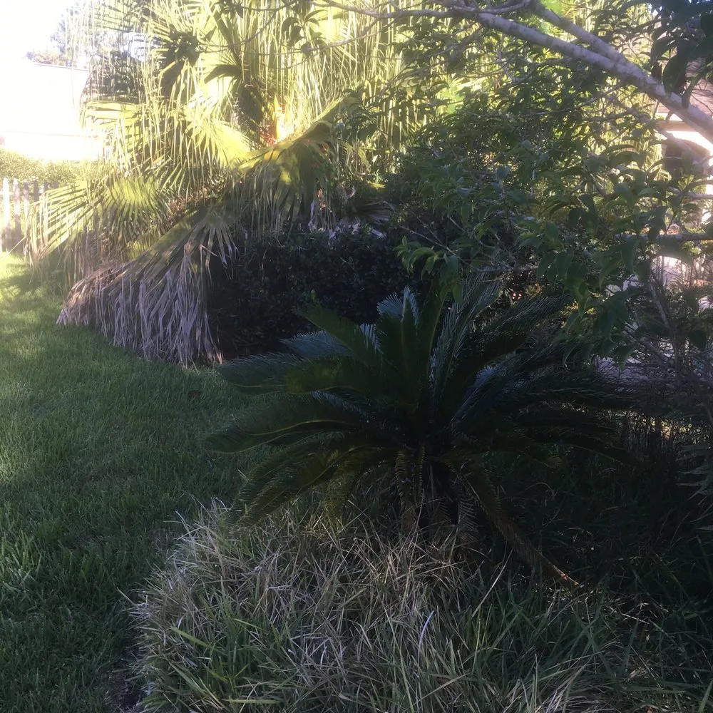 Professional lawn care service in Houston, TX - A&D Services