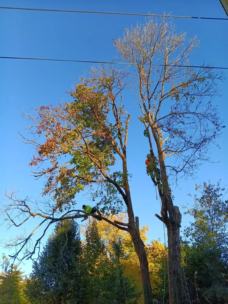 Custom landscape installation in Buckhannon, WV by AD Tree Services and Lawn Care