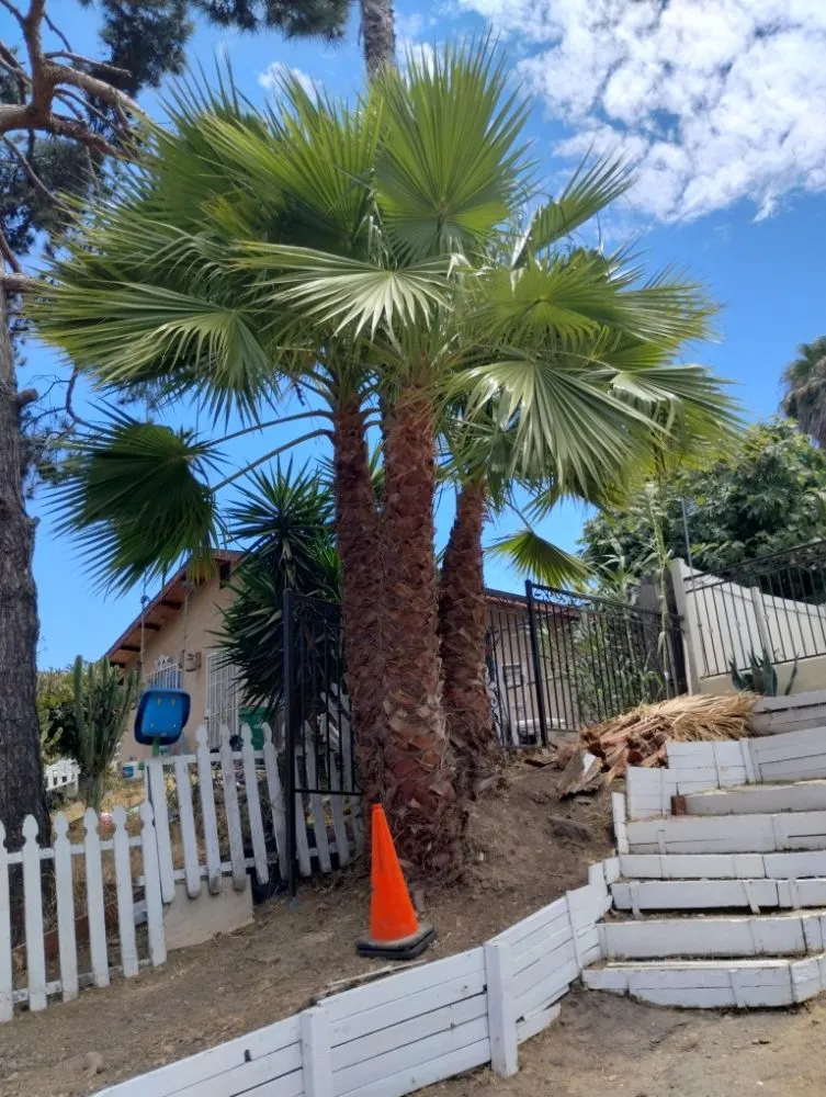 Reliable lawn care service for outdoor upgrades across San Diego, CA - ADA Landscaping Service