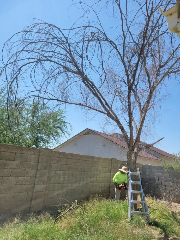 Affordable garden landscaping in Mesa, AZ by Adal Landscape Services