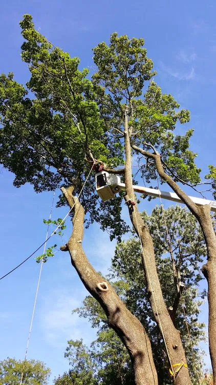 Top-rated lawn care service experts serving Port Chester, NY - Adam Landscaping