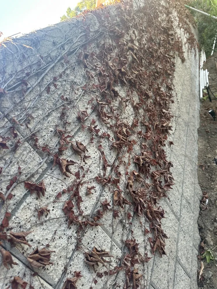 Expert yard maintenance experts serving Murrieta, CA - Adame Landscape