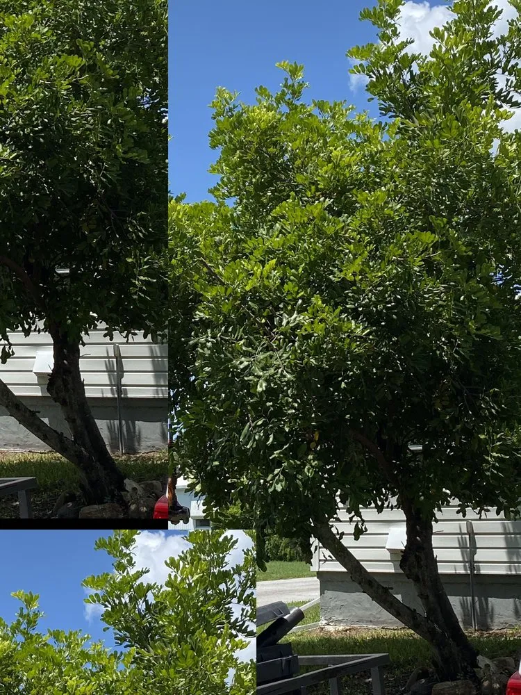 Expert landscaping services experts serving Palmetto, FL - Adame Landscaping