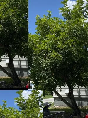 Adame Landscaping Logo