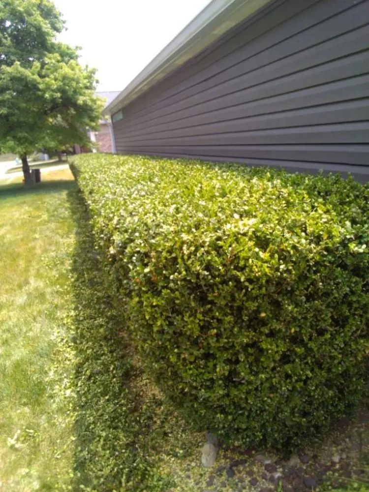 Custom yard maintenance for homes in Indianapolis, IN by Adams Handi & Lawn Mowing Services