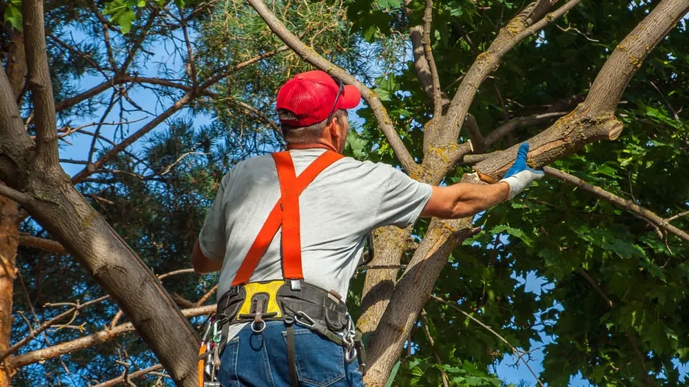 Reliable lawn care service in Aberdeen, WA by Adams Jack & Lynn