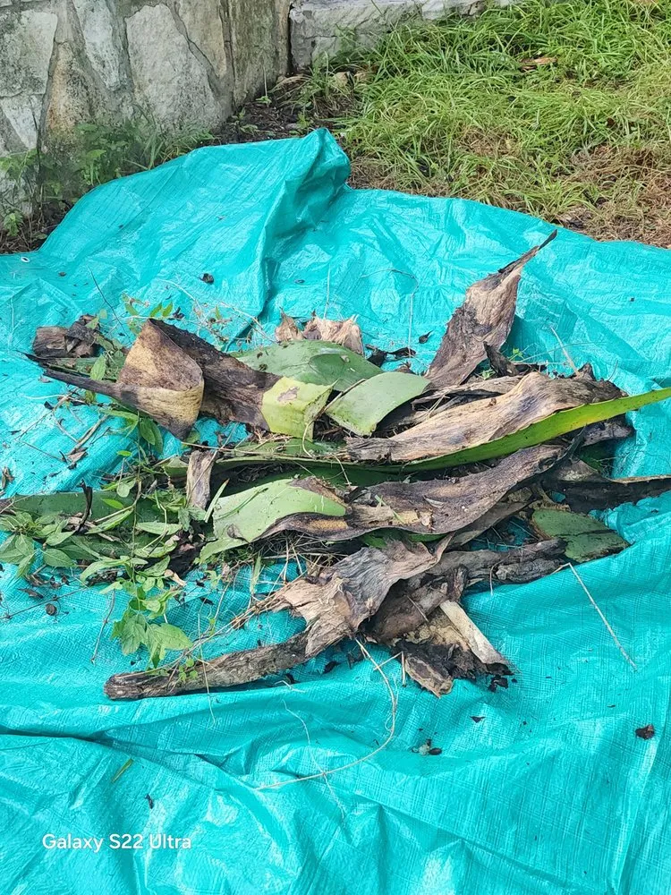 Reliable lawn care service for year-round maintenance across Austin, TX - Adam's Lawn Service Austin