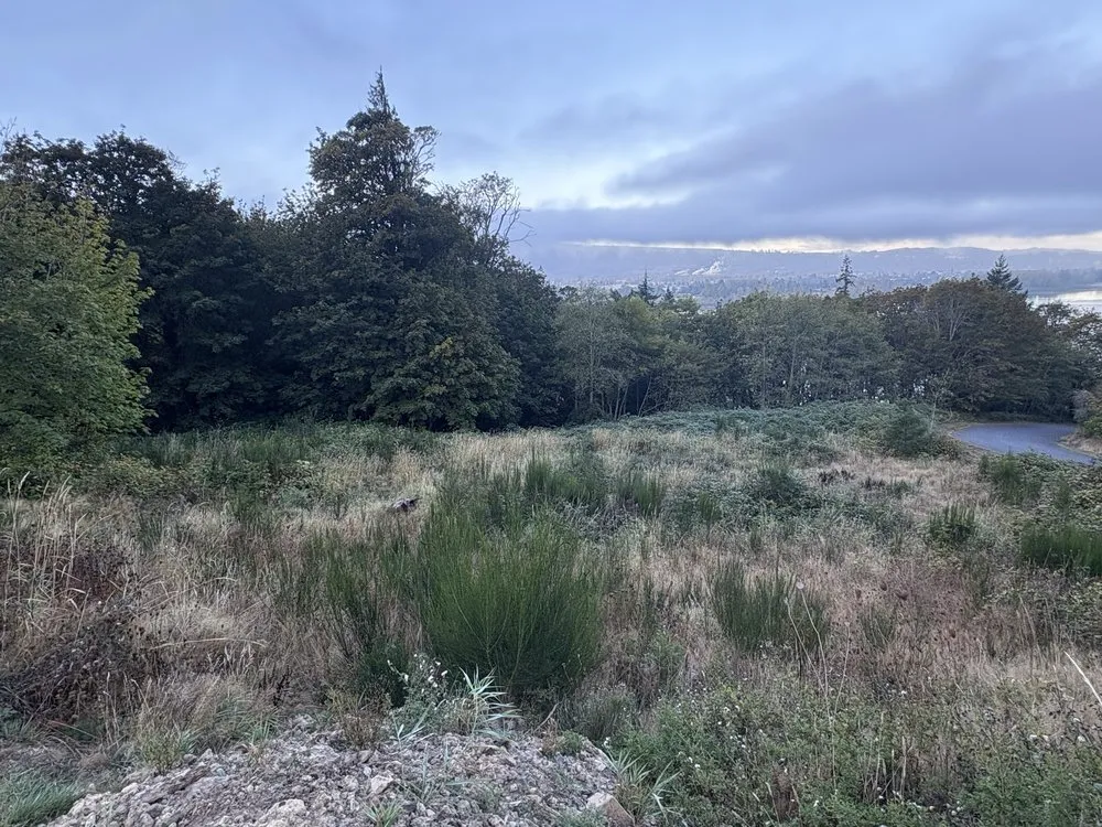 Affordable yard cleanup service for residential properties in Longview, WA by Adam's Tractor Work