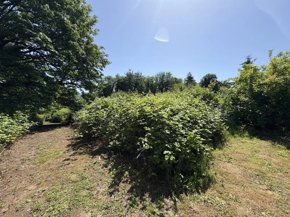 Expert lawn care service experts serving Longview, WA - Adam's Tractor Work