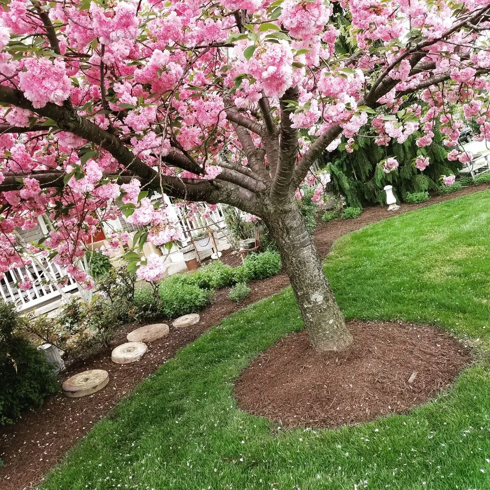 Professional residential landscaping in Middletown, MD - Adam’s Tree & Lawn Care