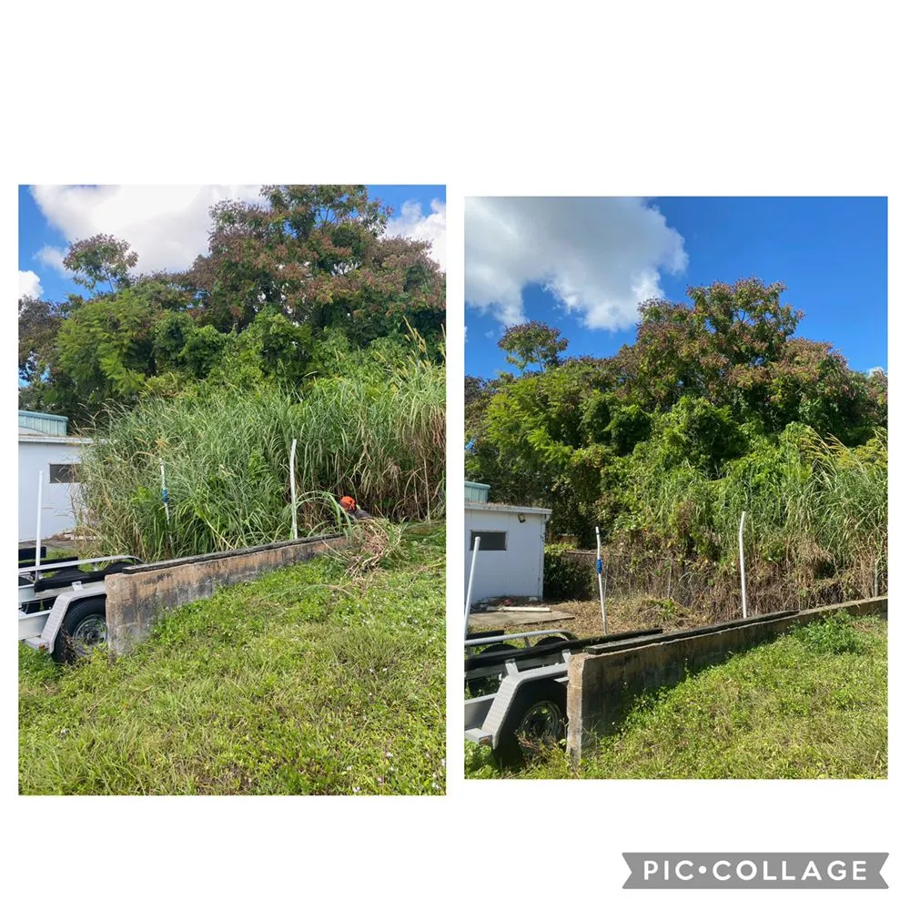 Affordable landscaping services in Sarasota, FL - Adam's Tree and Stump Care