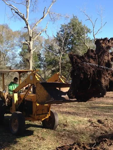 Affordable lawn care service in Brookshire, TX - Adams Tree Service