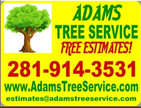 Reliable yard cleanup service for year-round maintenance across Brookshire, TX - Adams Tree Service