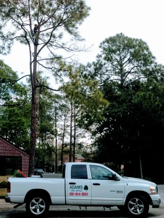 Professional lawn mowing service in Brookshire, TX by Adams Tree Service