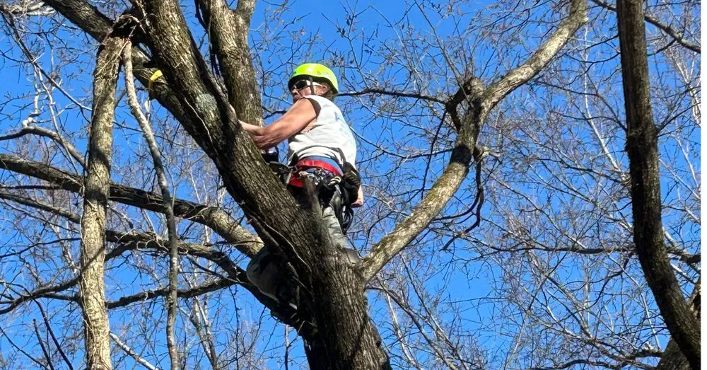 Expert yard maintenance near you across Huntsville, AL - Adams Tree Service