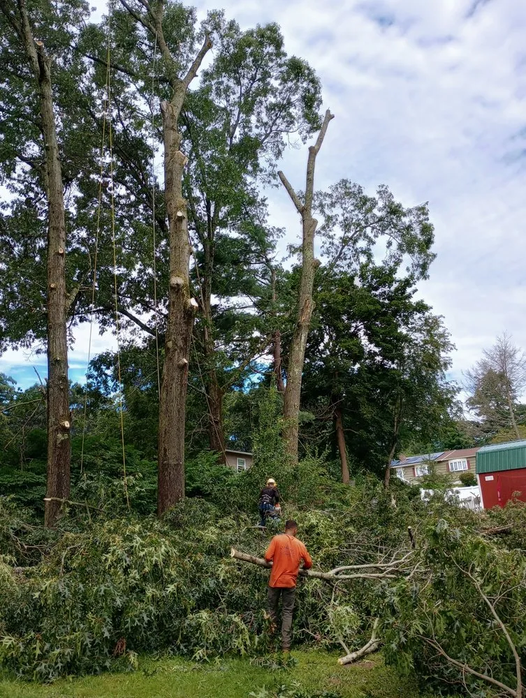 Professional yard maintenance near you in Natick, MA by Adam’s Tree Service