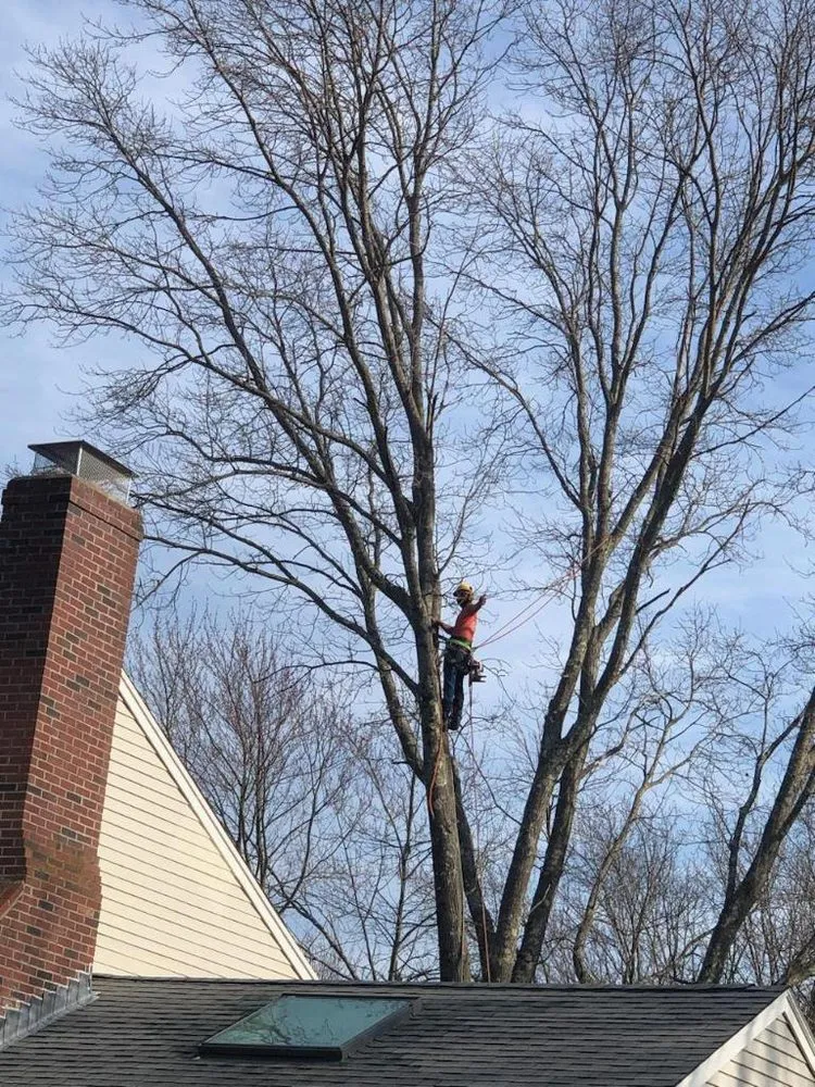 Custom landscaping services in Natick, MA - Adam’s Tree Service