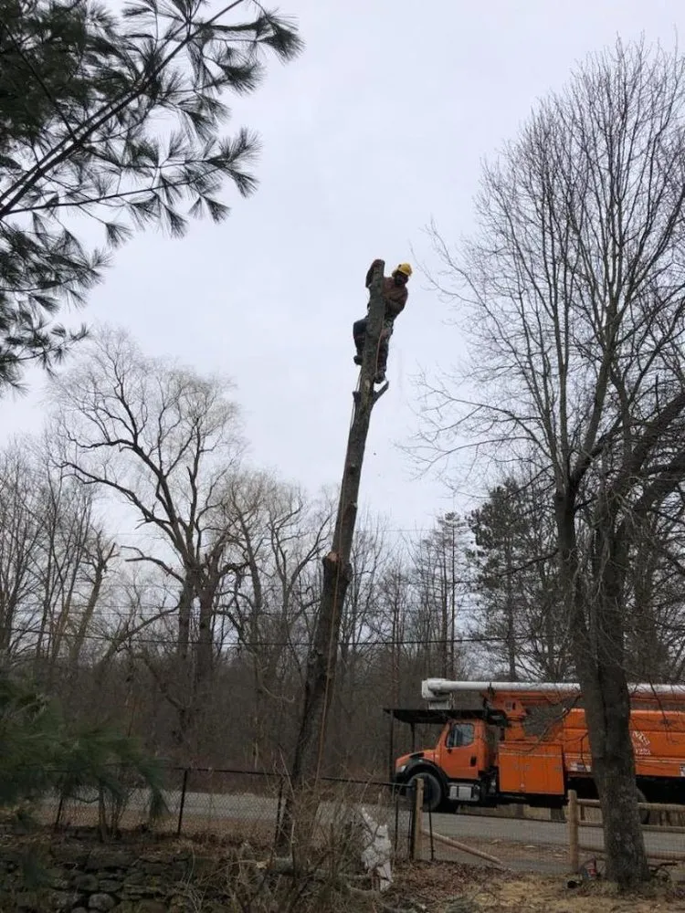 Reliable residential landscaping with custom design in Natick, MA by Adam’s Tree Service