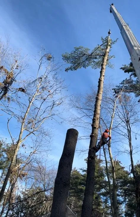 Trusted yard maintenance experts serving Natick, MA - Adam’s Tree Service