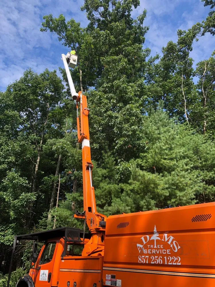 Top-rated residential landscaping for homes in Natick, MA by Adam’s Tree Service