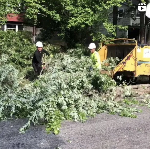 Trusted residential landscaping in Natick, MA - Adam’s Tree Service