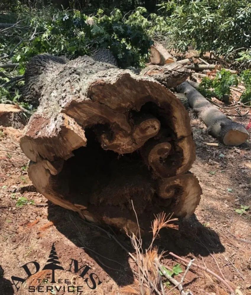 Affordable landscaping services in Natick, MA by Adam’s Tree Service