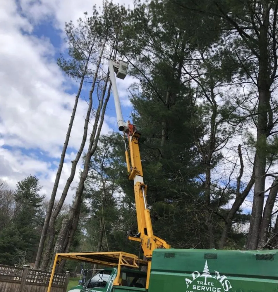 Affordable yard cleanup service in Natick, MA by Adam’s Tree Service